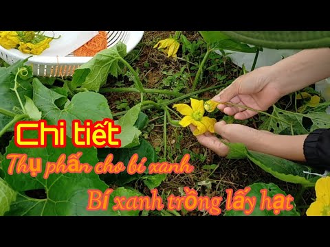 Video: Bí đao thụ phấn bằng tay: Cách thụ phấn bằng tay cho cây bí ngô