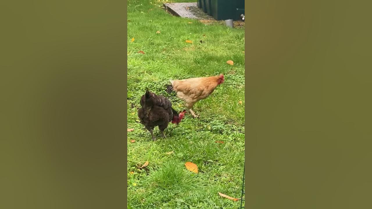 why can%ca%bct my chicken walk