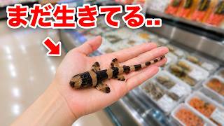 スーパーで買ったサメの赤ちゃんがヤバい..