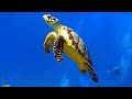 Underwater footage the oceanscenic wildlife film with calming music colorful reef sea life