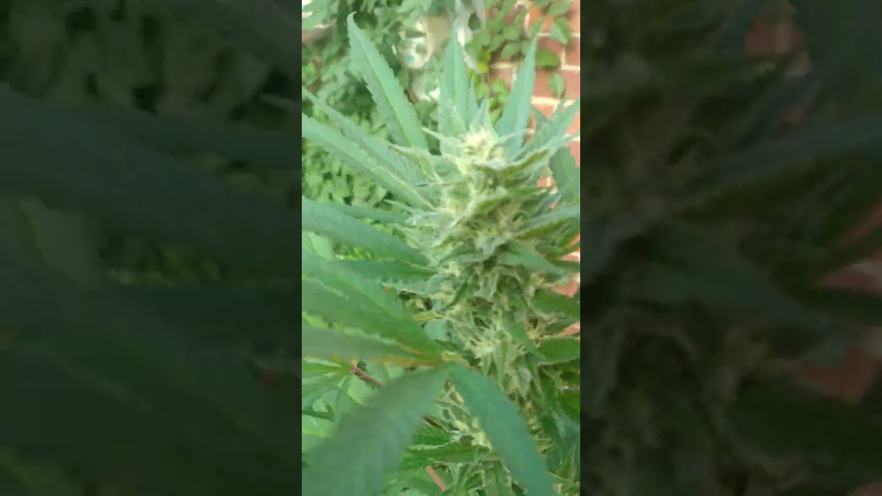 IN GROUND PLANTS ARE STACKING! 