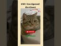 Lovely cat videos | American cat lovers | #shorts #viral #america #usa #catshorts #catmoments #funny