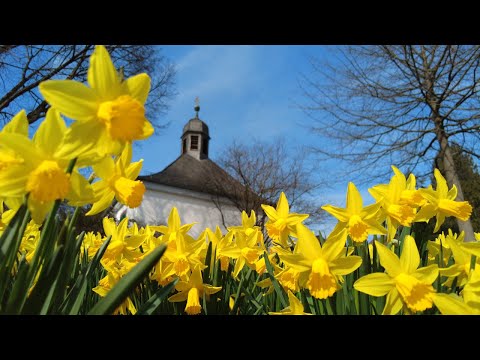 travelling to see a lovely sign of spring, beautiful daffodil flowers