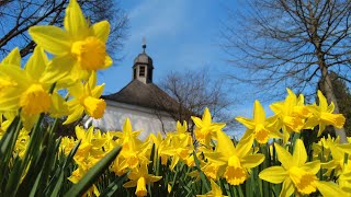 travelling to see a lovely sign of spring, beautiful daffodil flowers