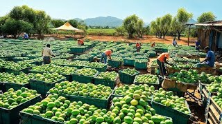 HOW to Harvest MILLIONS of TONS of MANGOES for SMOOTHIES and EXPORT | Biggest Mangoes Farm