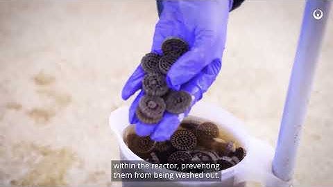 ANITA™ Mox MBBR Technology at Dębogórze WWTP