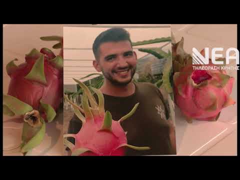 Βίντεο: Πότε ανθίζει ένα φρούτο δράκου - Λόγοι που δεν υπάρχουν λουλούδια στον κάκτο Dragon Fruit