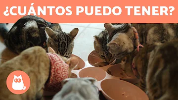 ¿Cuántos gatos puedo tener?