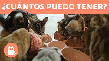 ¿Cuántos gatos puede tener?