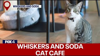 Texas ToDo List: Whiskers and Soda Cat Café