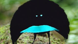 A new species? The Vogelkop Superb BirdofParadise