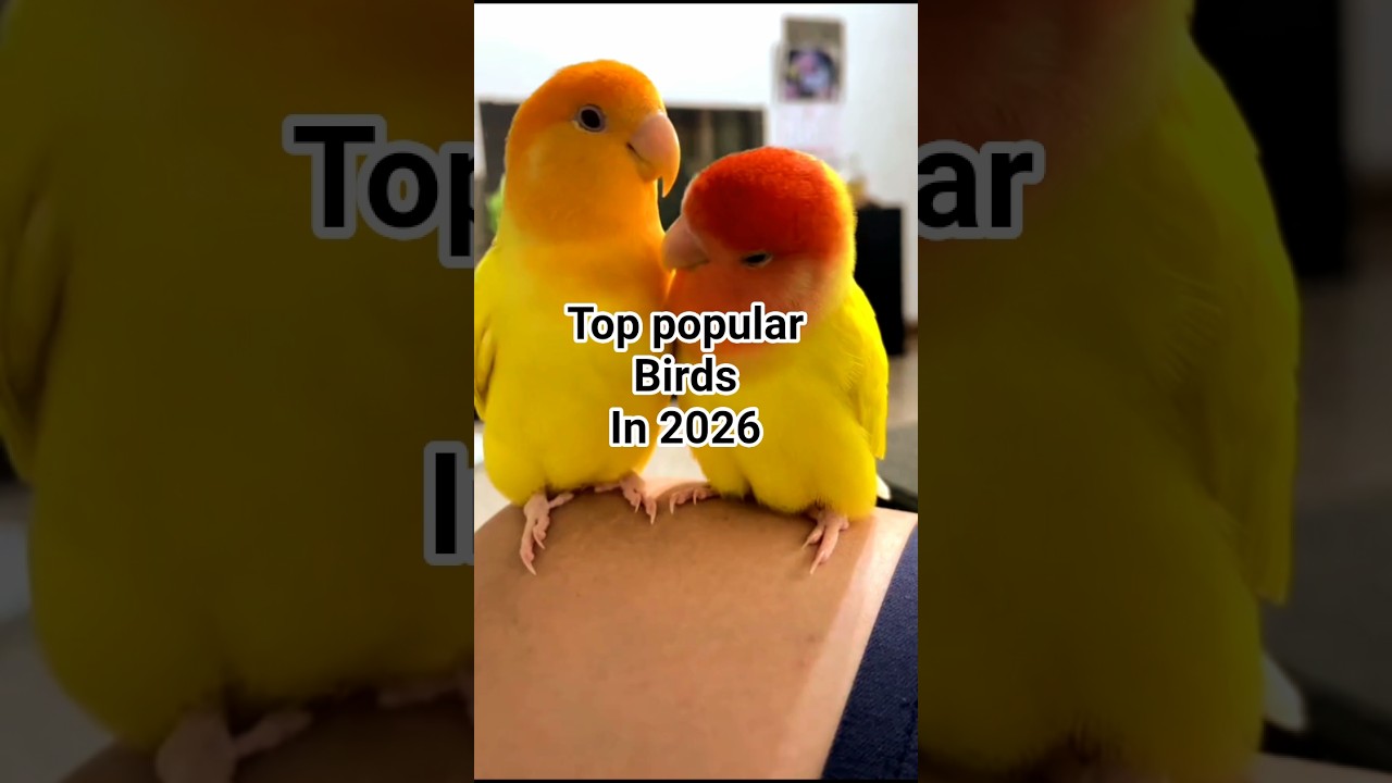 ‎‎Top Legal Pet Birds in 2026 🐤 | Bird Lovers Video