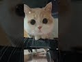 Kucing Lucu