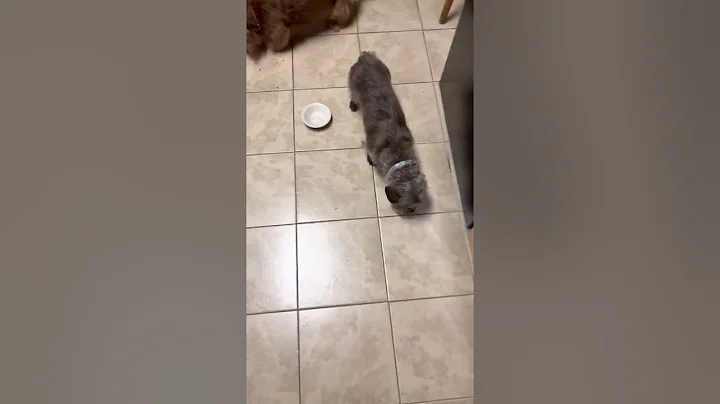 Elmer, Sampson and Ziggy Stardust share the last d...