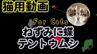 猫用動画・猫が遊べる動画・猫ちゃんの暇つぶしにネズミや蝶