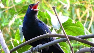 koyal ki awaz, asian koel bird singing sound, cuckoo bird singing song sound, 4k ultra hd