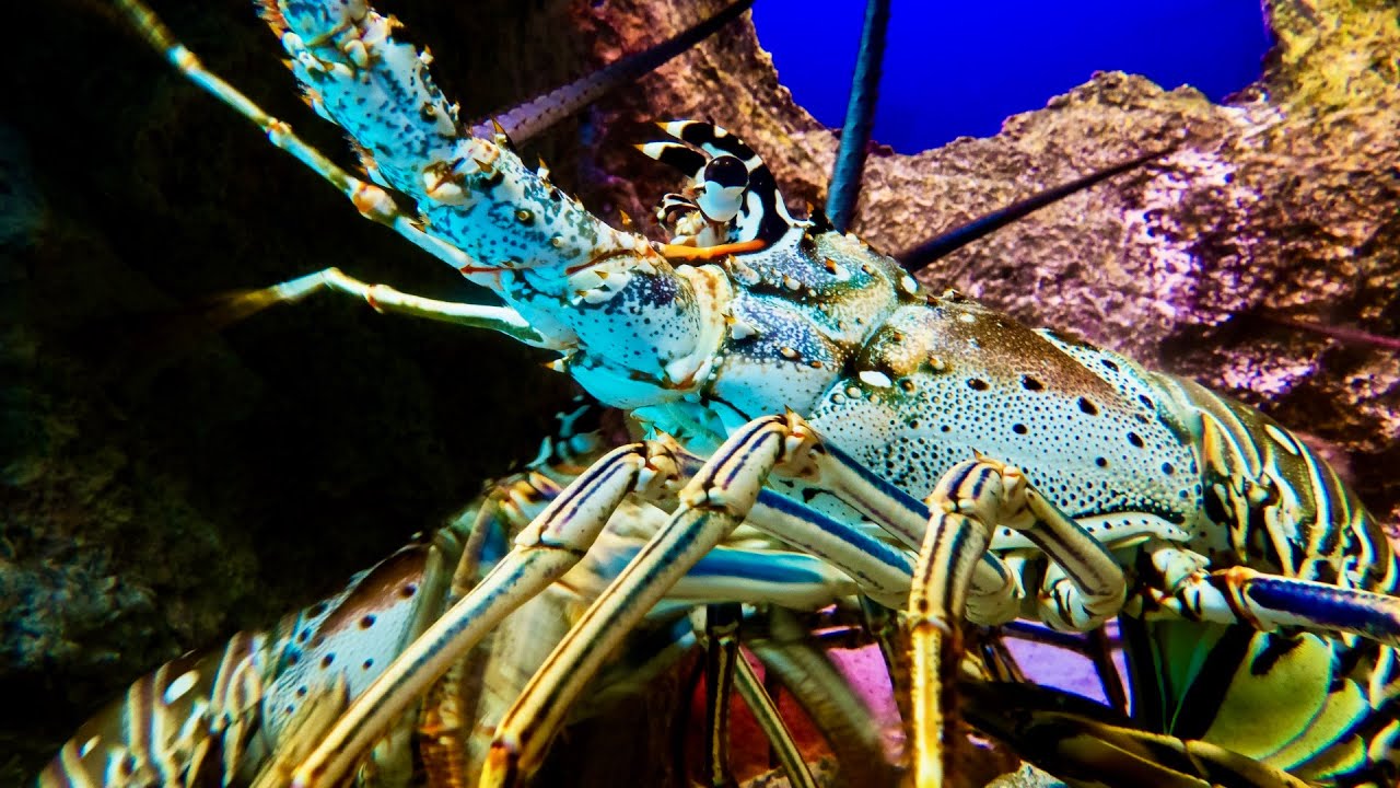 How To Devein A Lobster YouTube