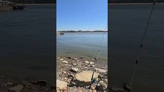 Bank Fishing The Mississippi River For Monster Catfish fishing fishingtechniques