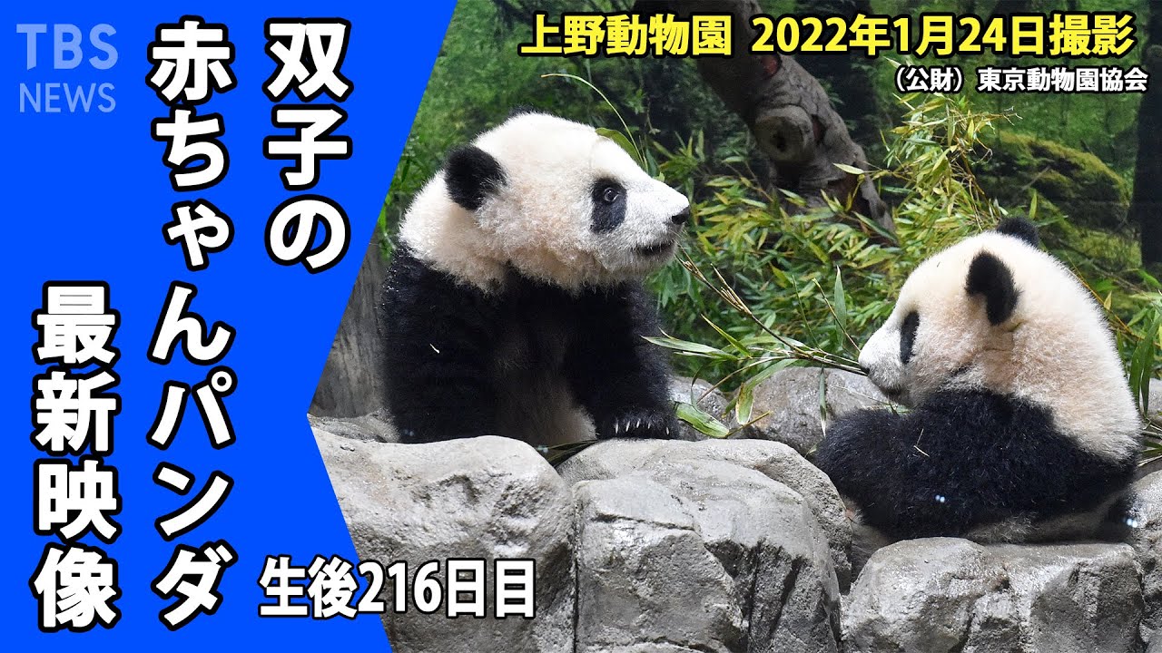 最新映像 双子のパンダ 食べ物への興味も 竹をカミカミ 1月24日撮影 Youtube 最新映像 双子のパンダ 食べ物への興味も 竹をカミカミ 1月24日撮影 Youtube
