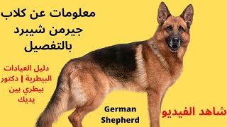 تربية الكلاب الجيرمن شيبرد مميزات وعيوب خطيرة ..German shepherd|معلومات عن كلاب جيرمن شيبرد بالتفصيل