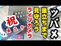 【LIVE】もうすぐ巣立ち！？/ツバメの巣立ちを見守ろうライブカメラ  ＜富山県富山市＞2024年6月6日(木)