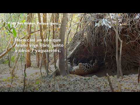 Nacieron yaguaretés silvestres en los Esteros del Iberá por primera vez en más de 70 años
