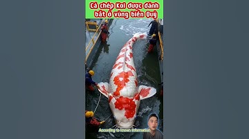 Cá chép Koi|Cá chép Vàng|Cá chép#videos #ai #viralvideo #funny#cáchépvàng#cákoi#dongvat #shortvideo