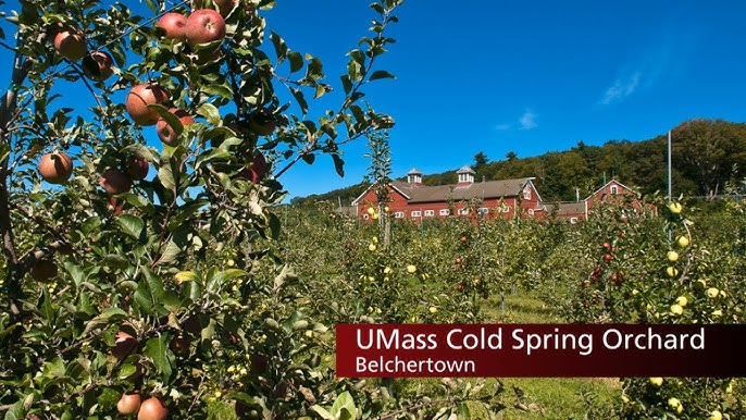 Cold Spring Orchard