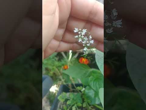 Você sabe que flor e essa?