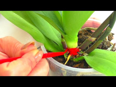 Alennettu Orkidea - syntymäpäivälahja 😊 Mitä alennetulle Orkidealle pitäisi tehdä? ELVYTTÄÄ!!!