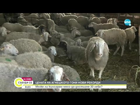 Видео: Какви са добрите пълнички за великденски яйца?