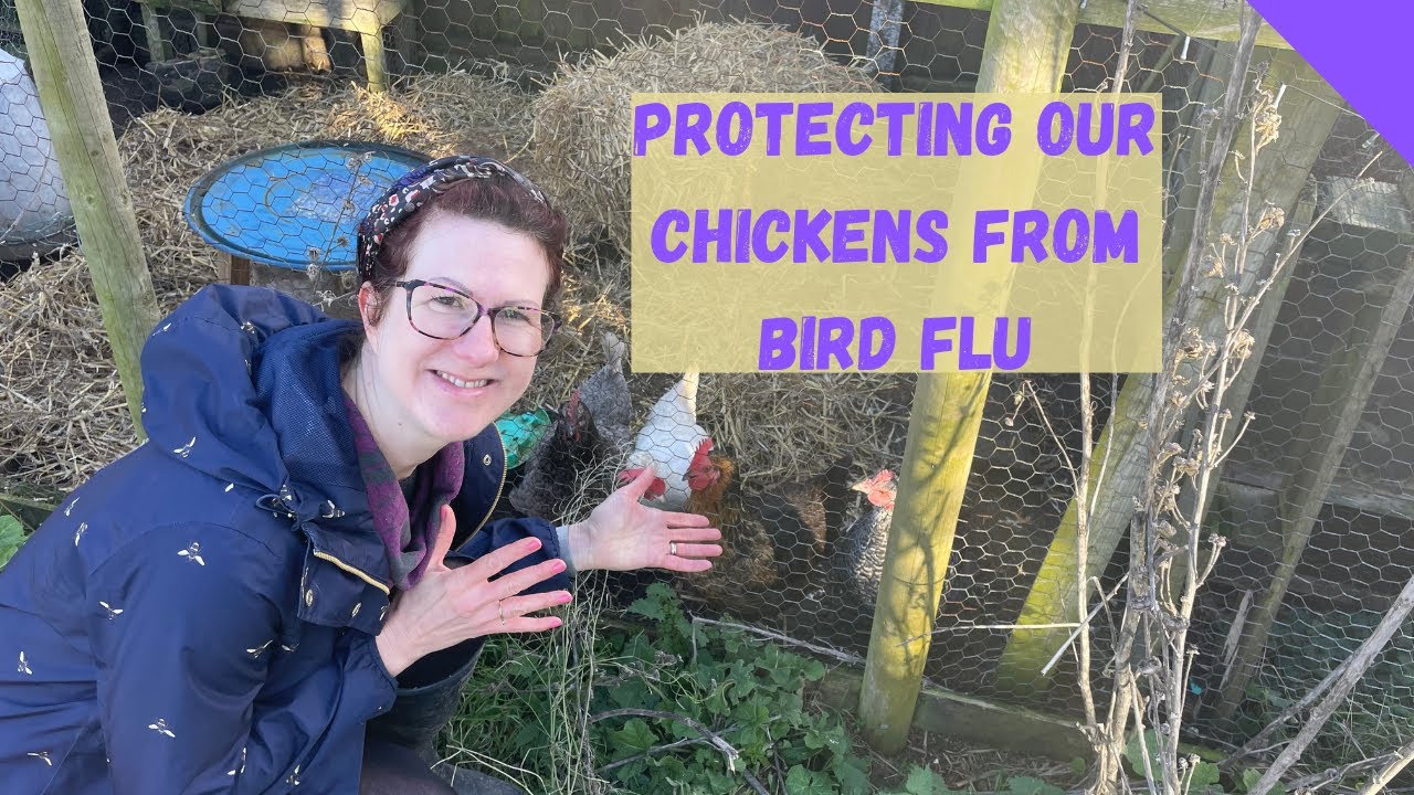 Bird Flu / Avian Flu And Back Garden Chickens YouTube