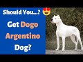 Dogo Argentino : Shocking Facts about this Rare Dog Breed 😲