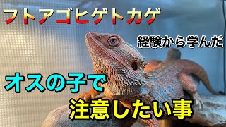 フトアゴヒゲトカゲ　オスのフトアゴさんで注意したいこと