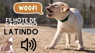 FILHOTE de CACHORRO CHORANDO  SOM DE FILHOTE DE CACHORRO LATINDO