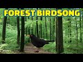 Forest birdsong  relaxing nature sounds  birds chirping  forest sounds  pure nature