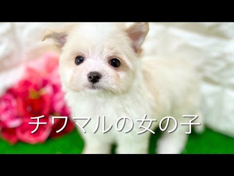 ミックス犬 チワマルの子犬 平野瓜破 Youtube