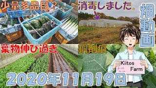 【2020/11/19】今日は少量多品目な収穫でした。土壌消毒も無事作業は終わりました。