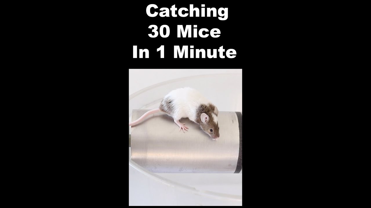 dramatic mouse rolling mouse trap｜TikTok Search