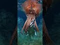 COLOSSAL SQUID vs GIANT OARFISH | Wilderraa