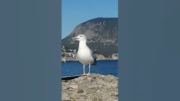 Разговорчивая Чайка😀 Крым