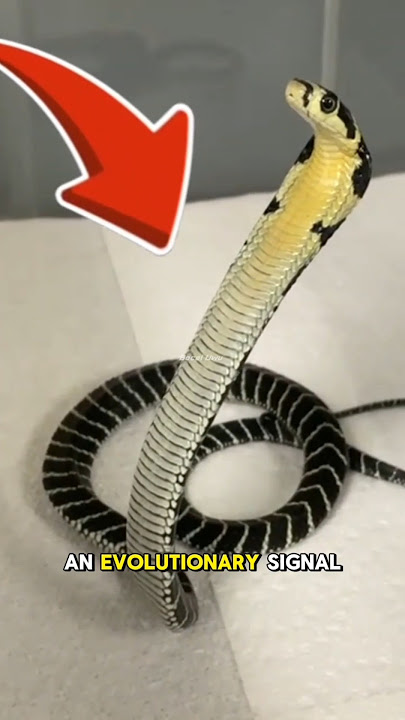 Striped cobra #Shorts #snake #wildlife #reptile #nature #animalworld