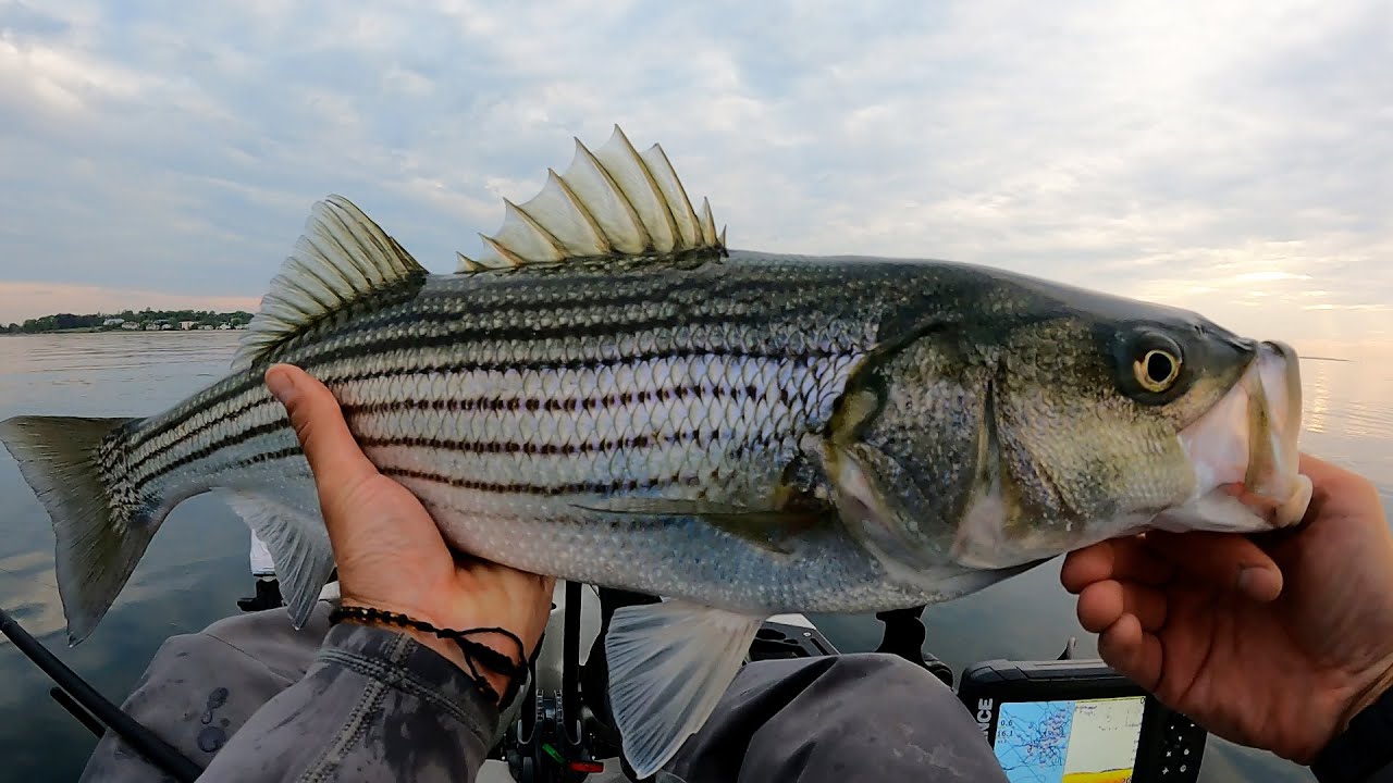 Green Eggs and Striped Bass. Kayak Fishing Long Island Sound YouTube