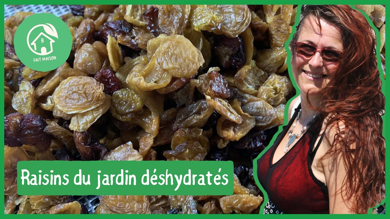 Raisins du jardin déshydratés; raisins secs maison pour mon kéfir de