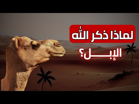 لن تصد ق لماذا ذكر الله الإبل في القرآن إعجاز مذهل