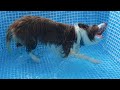 【ボーダーコリー】と家庭用プールで水遊びしたら豹変した！！！