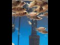 Feeding time #africancichlids #fishtank #fishaquarium