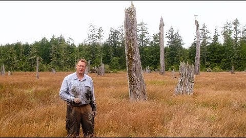 Ghost Forests | Nick on the Rocks