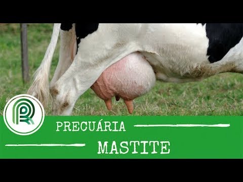 Vídeo: Como Tratar Uma Vaca