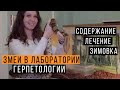 Змеи в лаборатории герпетологии / Спасаем УДАВА! / Содержание и лечение змей / Зимовка змей в неволе